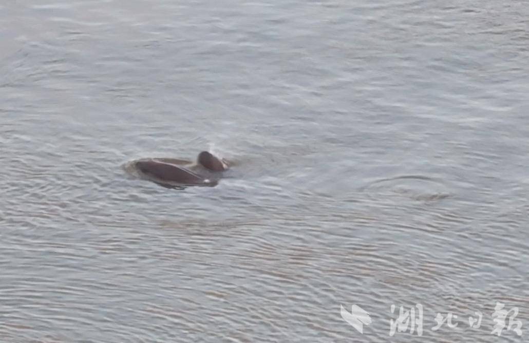 江豚 母子豚、0.jpg