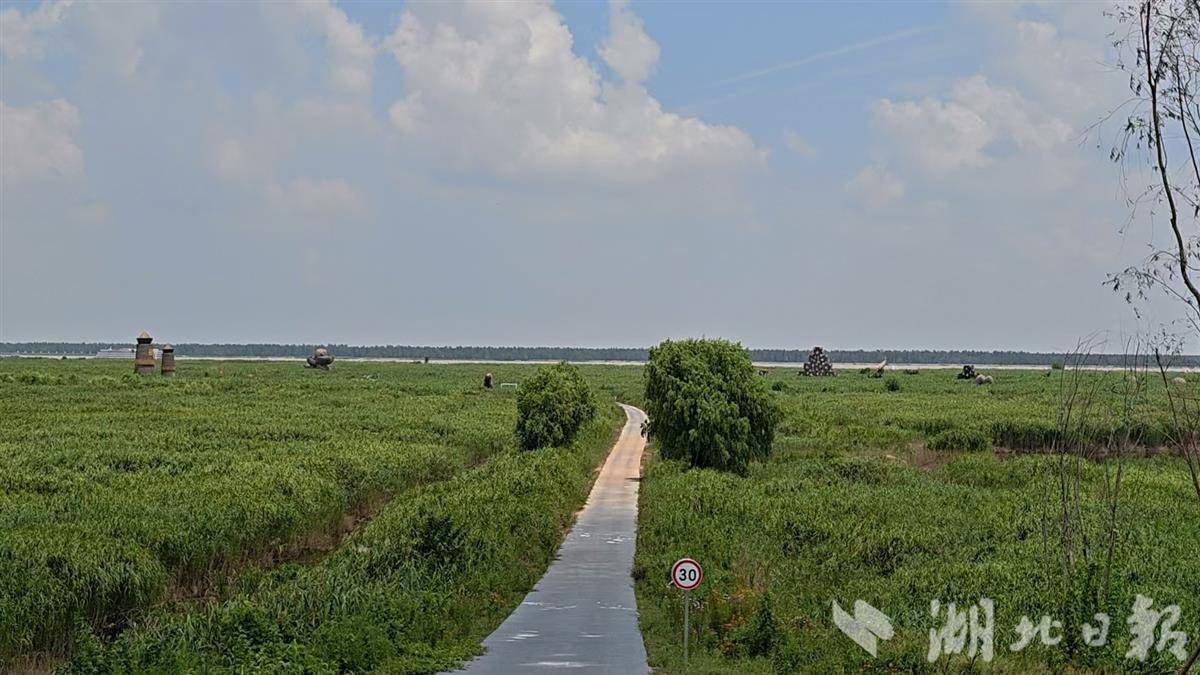 江豚 岳阳01.jpg