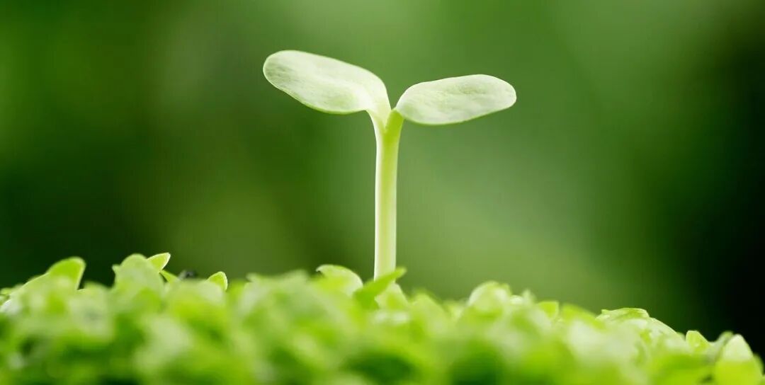 绿色植物_好搜百科