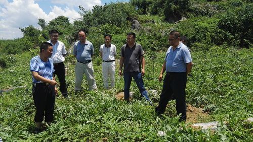 恩施州农业局长黎华辉到兴安村调研产业扶贫