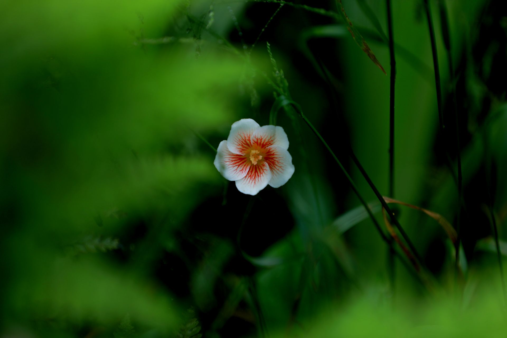 来凤桐子花开缀满枝