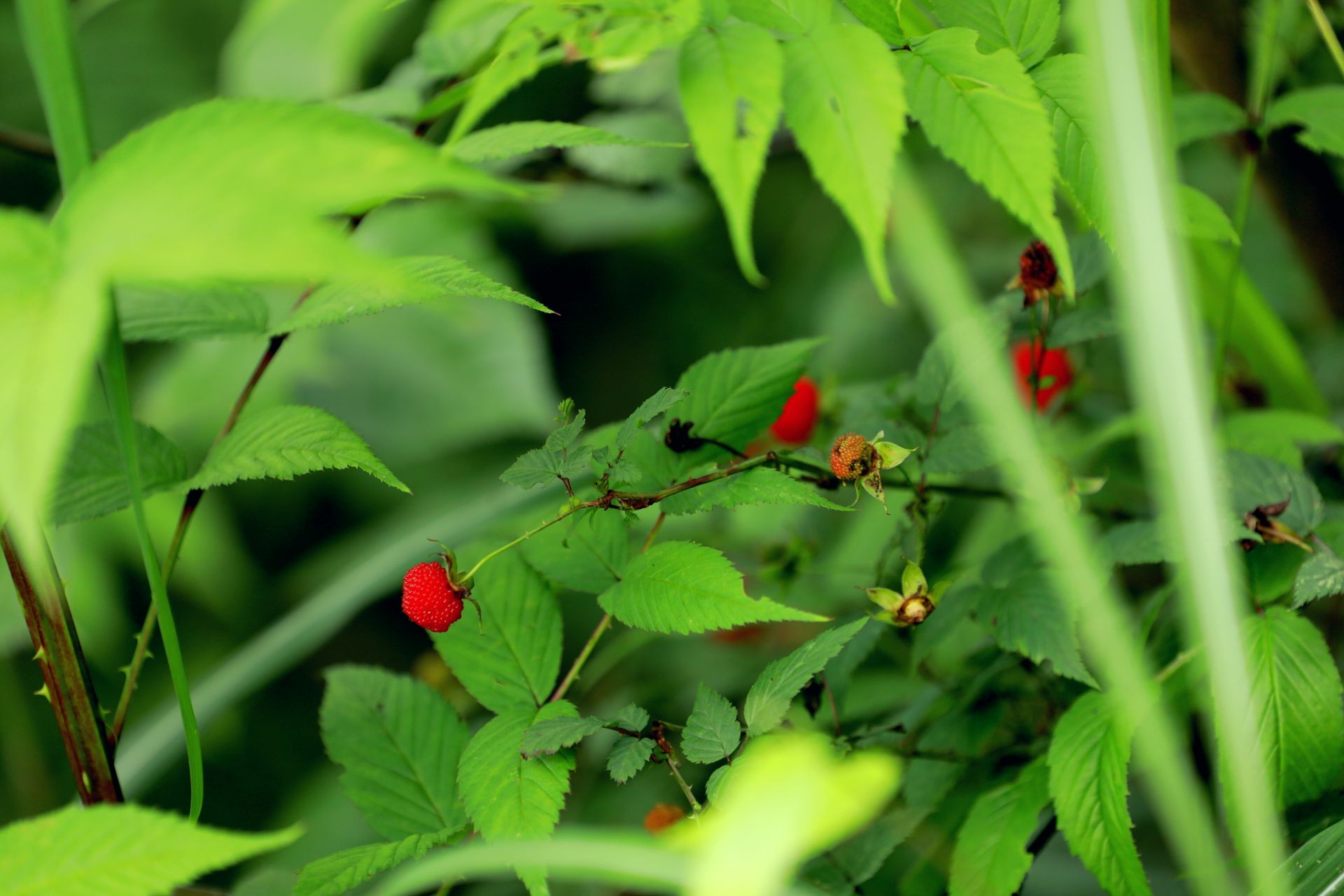 恩施州来凤县酸酸甜甜野山泡惹人爱