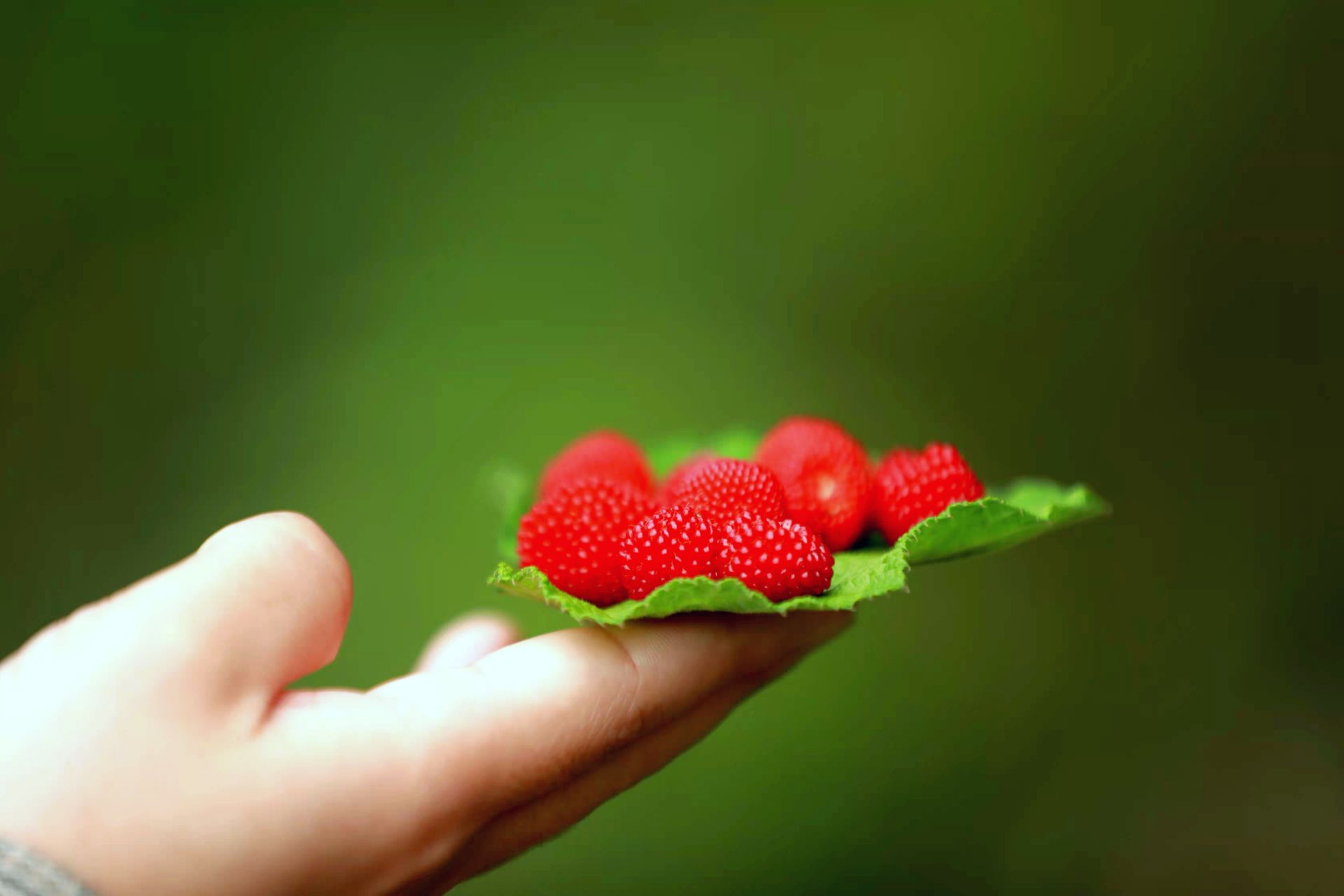 恩施州来凤县酸酸甜甜野山泡惹人爱