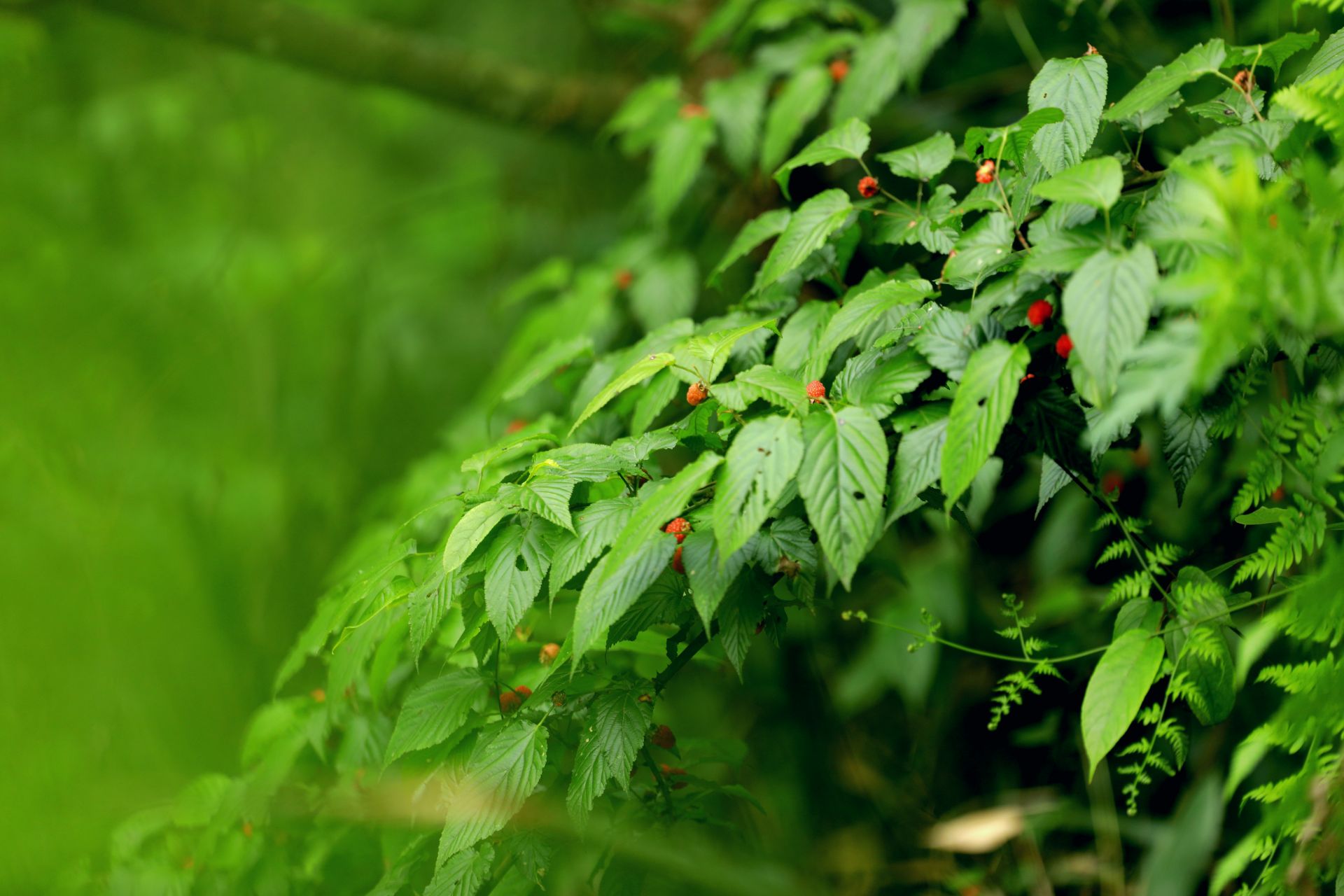 恩施州来凤县酸酸甜甜野山泡惹人爱