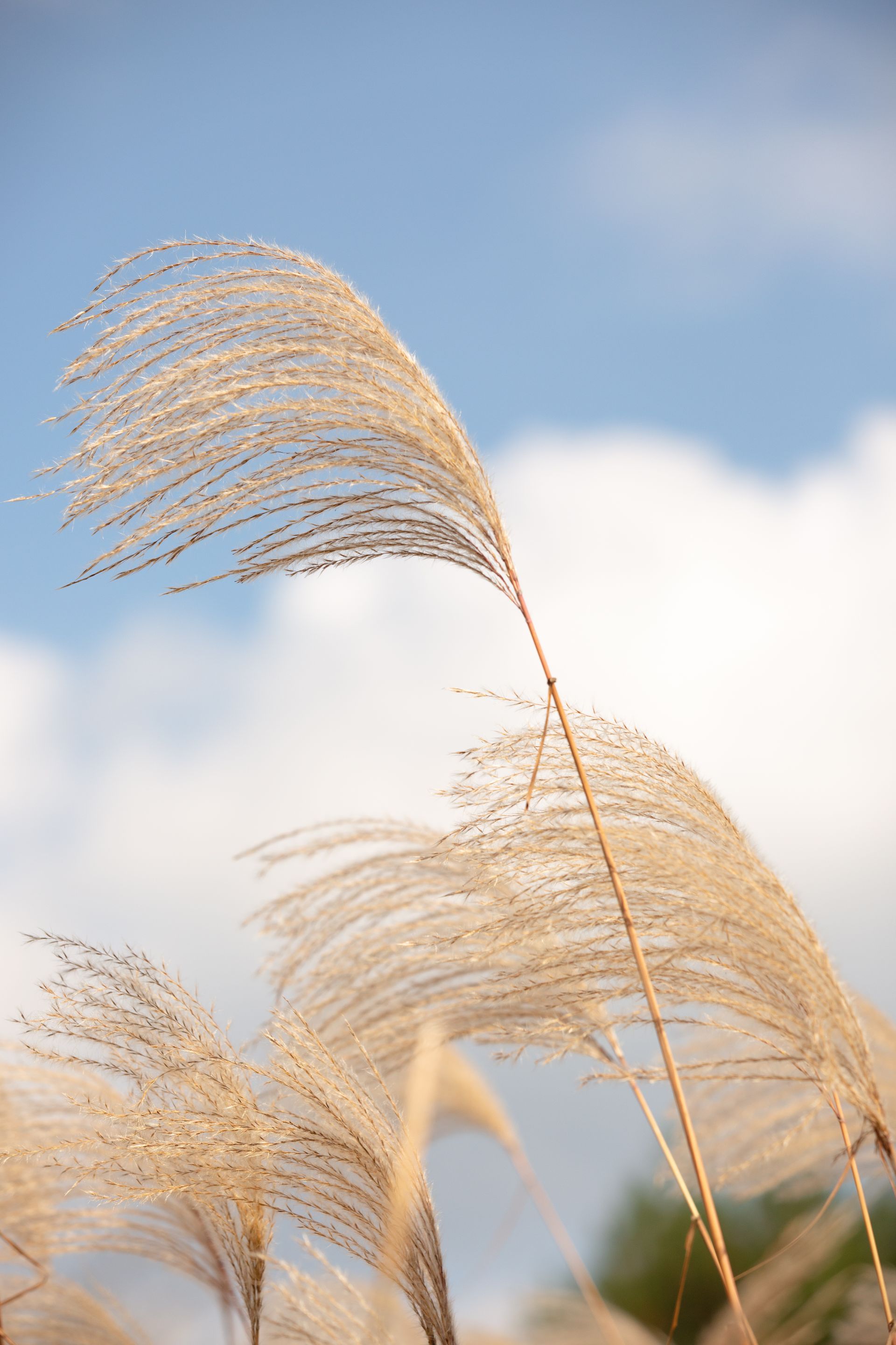 来凤:初冬来临芦苇花盛开_长江云 - 湖北网络广播电视台官方网站