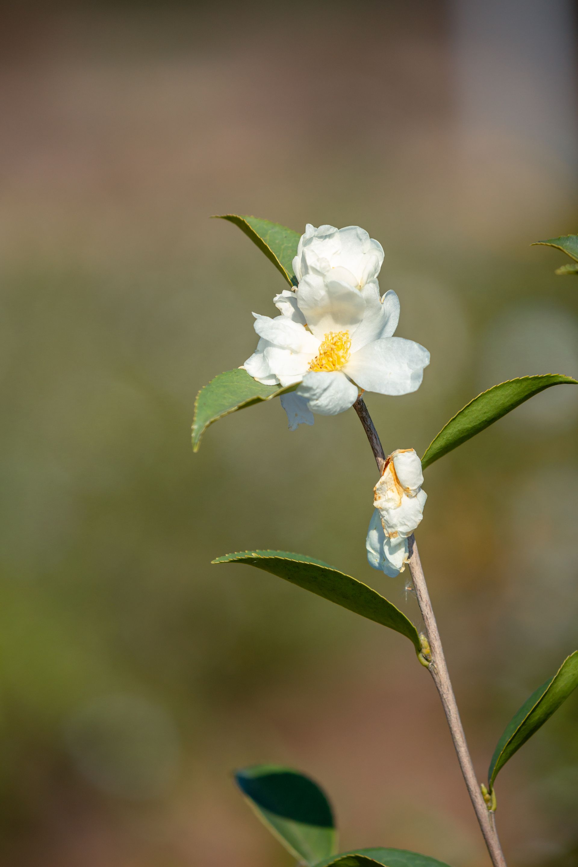 来凤千亩油茶花似雪金果银花富乡村
