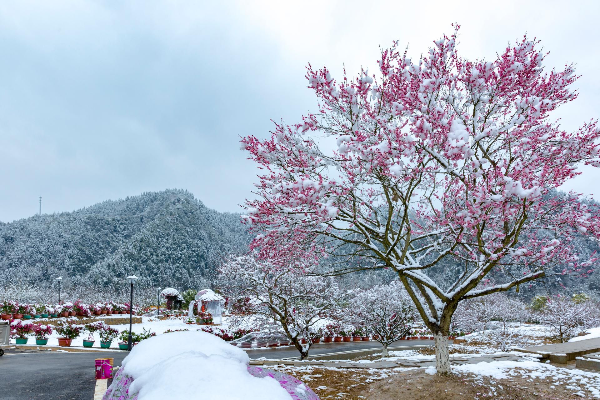 连日来的雨雪天气给来凤县革勒车镇正南梅园披上了一层白色的"新衣"