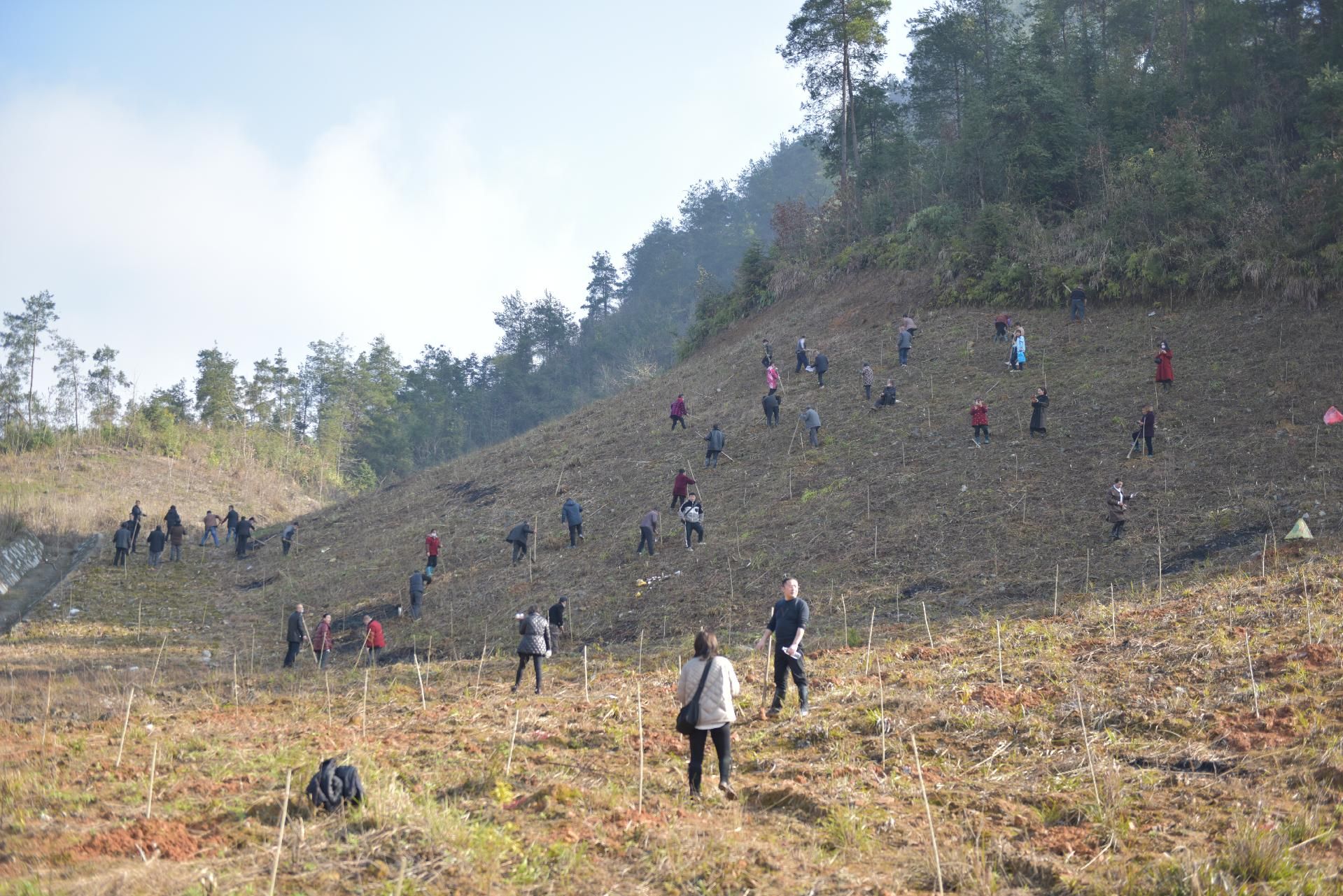 来凤县猴栗堡村抱团种植山桐子乡村振兴新路子