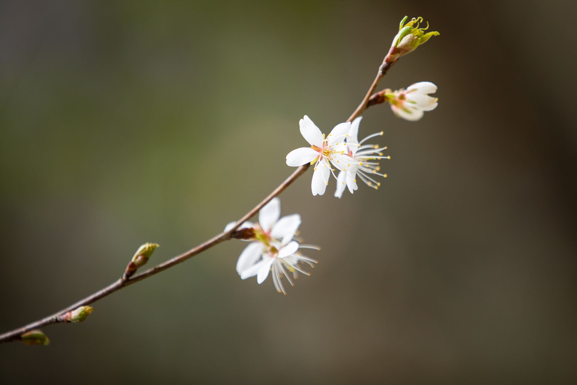 【组图】来凤:山行见野樱桃花
