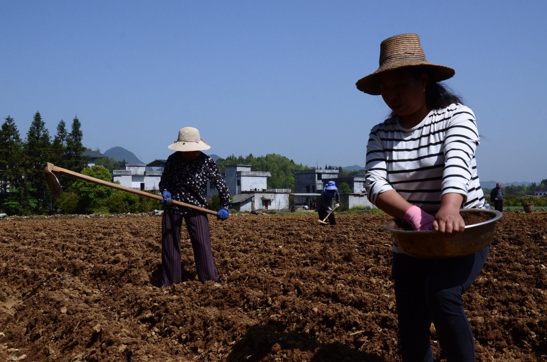 来凤生姜种植忙助农增收花样多