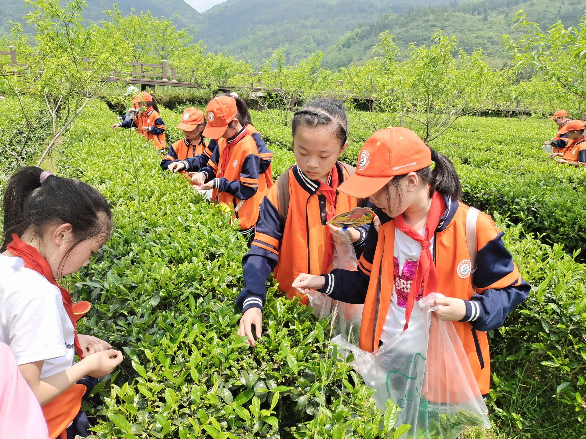 孩子们一来到茶园,就兴奋地走进茶园,好奇地摸摸茶树叶子,闻闻茶树的