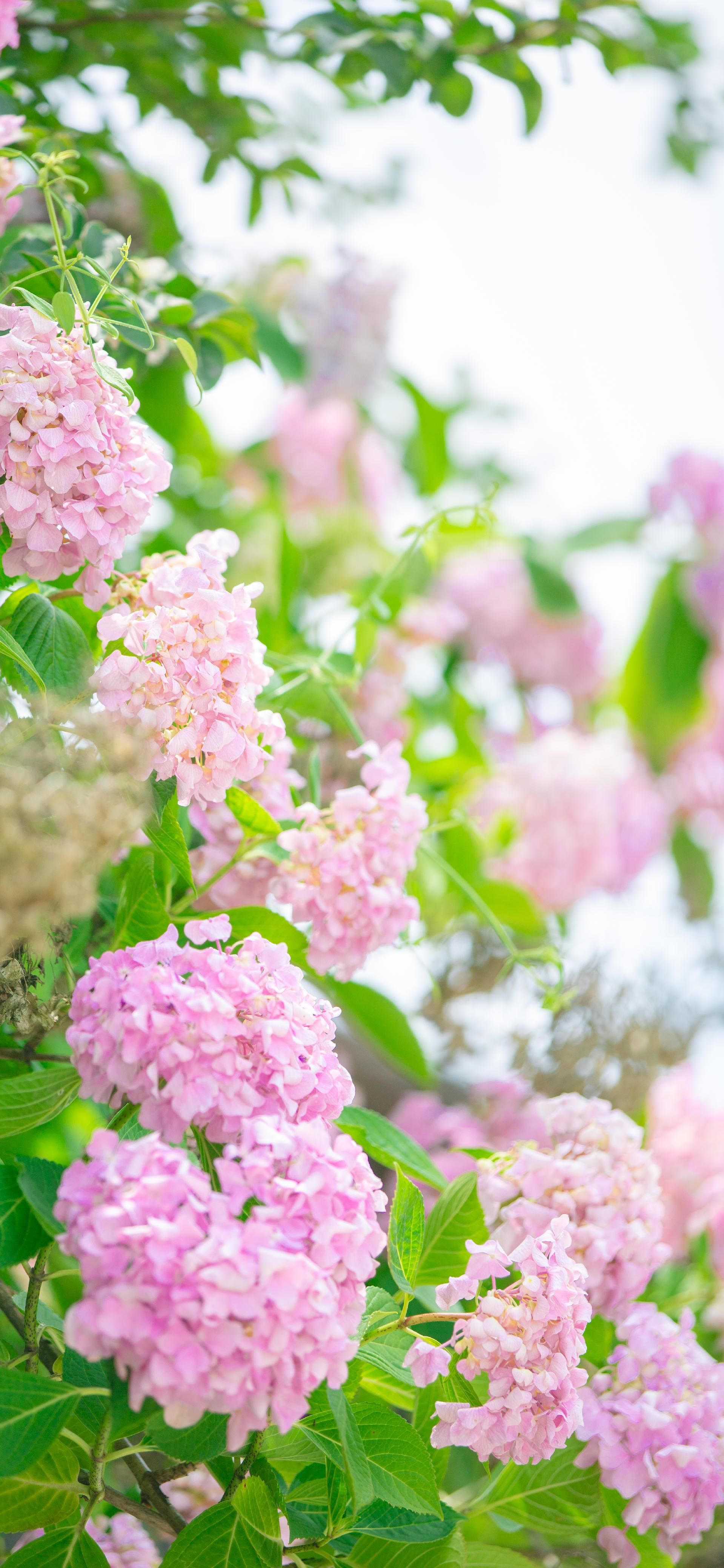 来凤绣球花盛放赏花打卡正当时