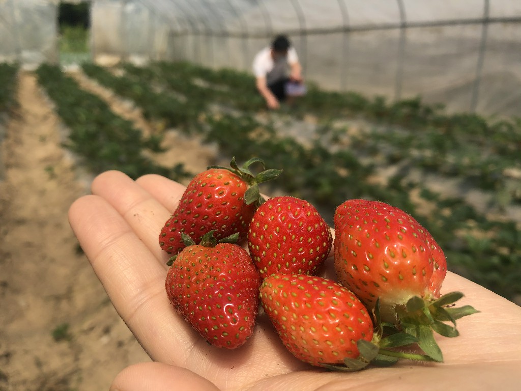 鹤峰夏季高山草莓销售热摇身变成致富果
