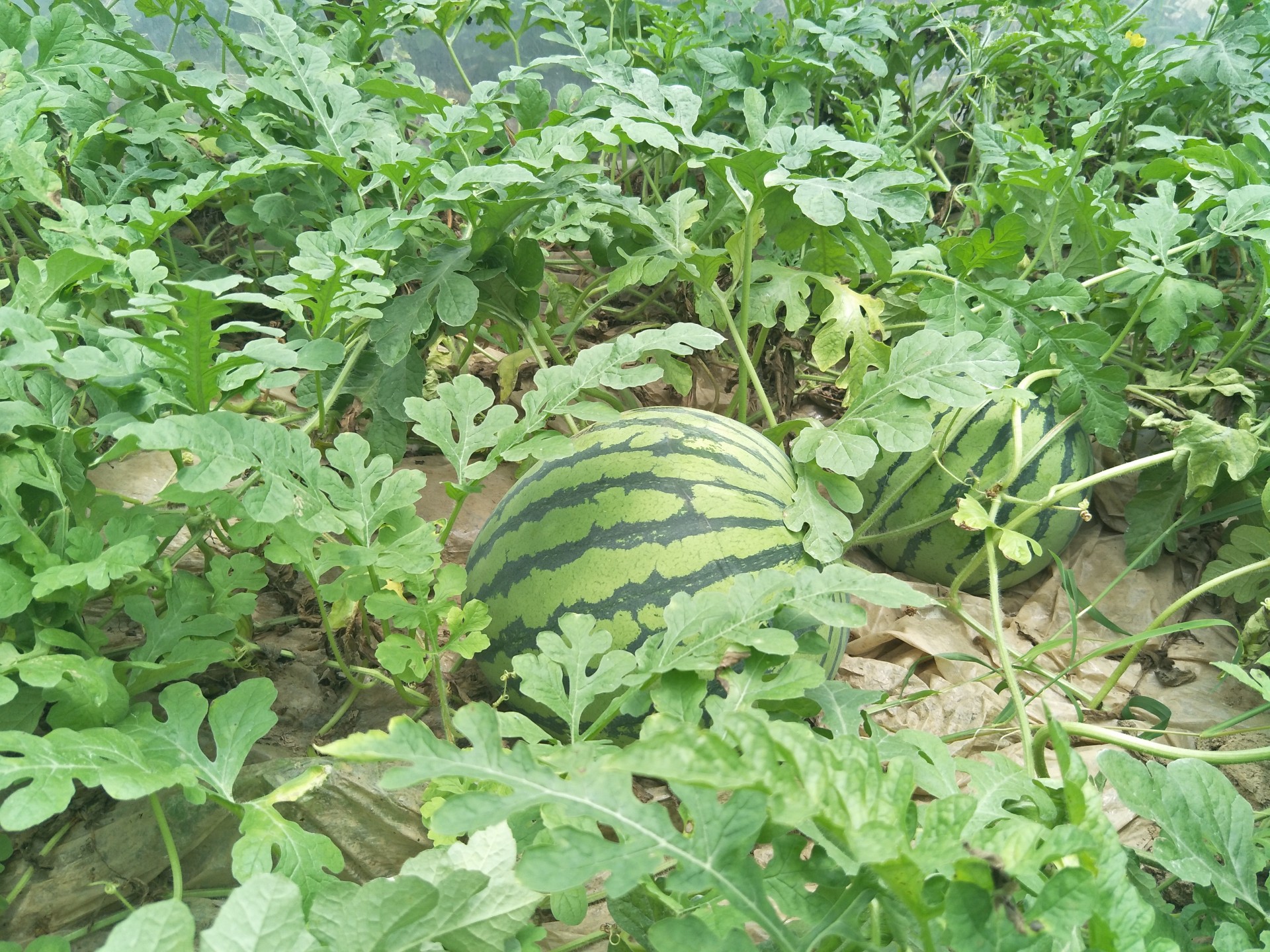 鹤峰县石门村绿色西瓜热销忙致富增收有盼头