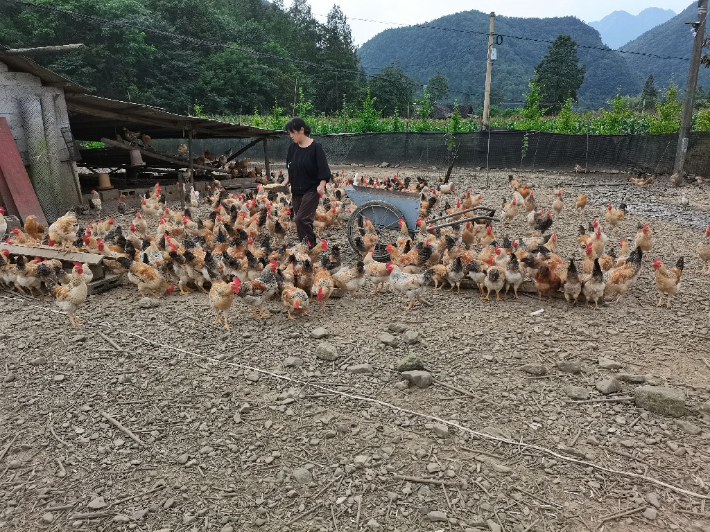 王承霞家住五里鄉瓦屋村一組,2016年成為脫貧戶,2018年被表彰為恩施州