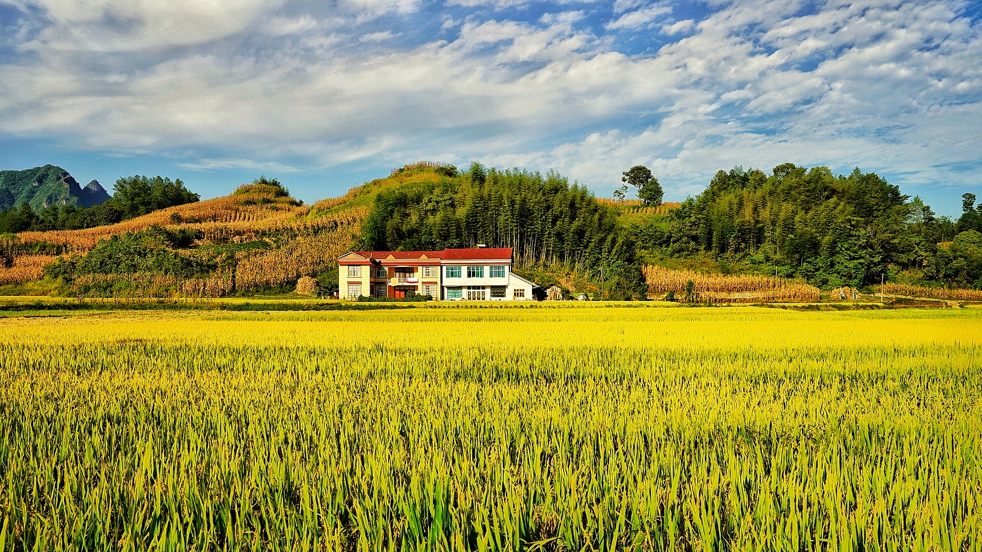 组图鹤峰走马金秋良田美画卷