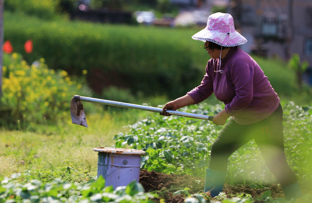 湖北鹤峰用汗水滋润春天的大妈分外妖娆