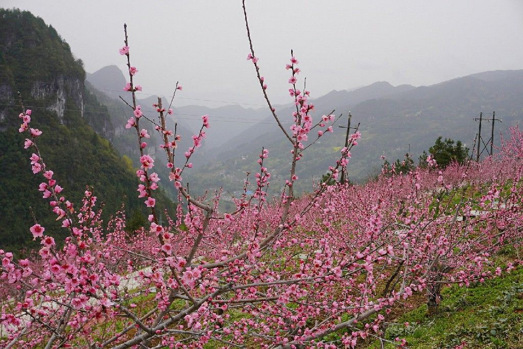 只见桃林里,大片盛开的桃花染红半山坡,满园桃树姿态各异,满眼桃花目
