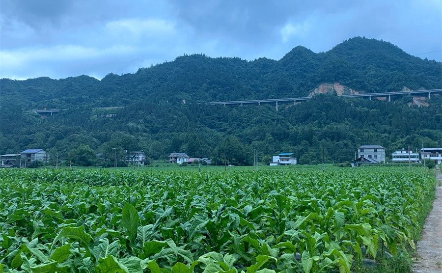 鹤峰太平1800亩黄金叶进入烘烤期