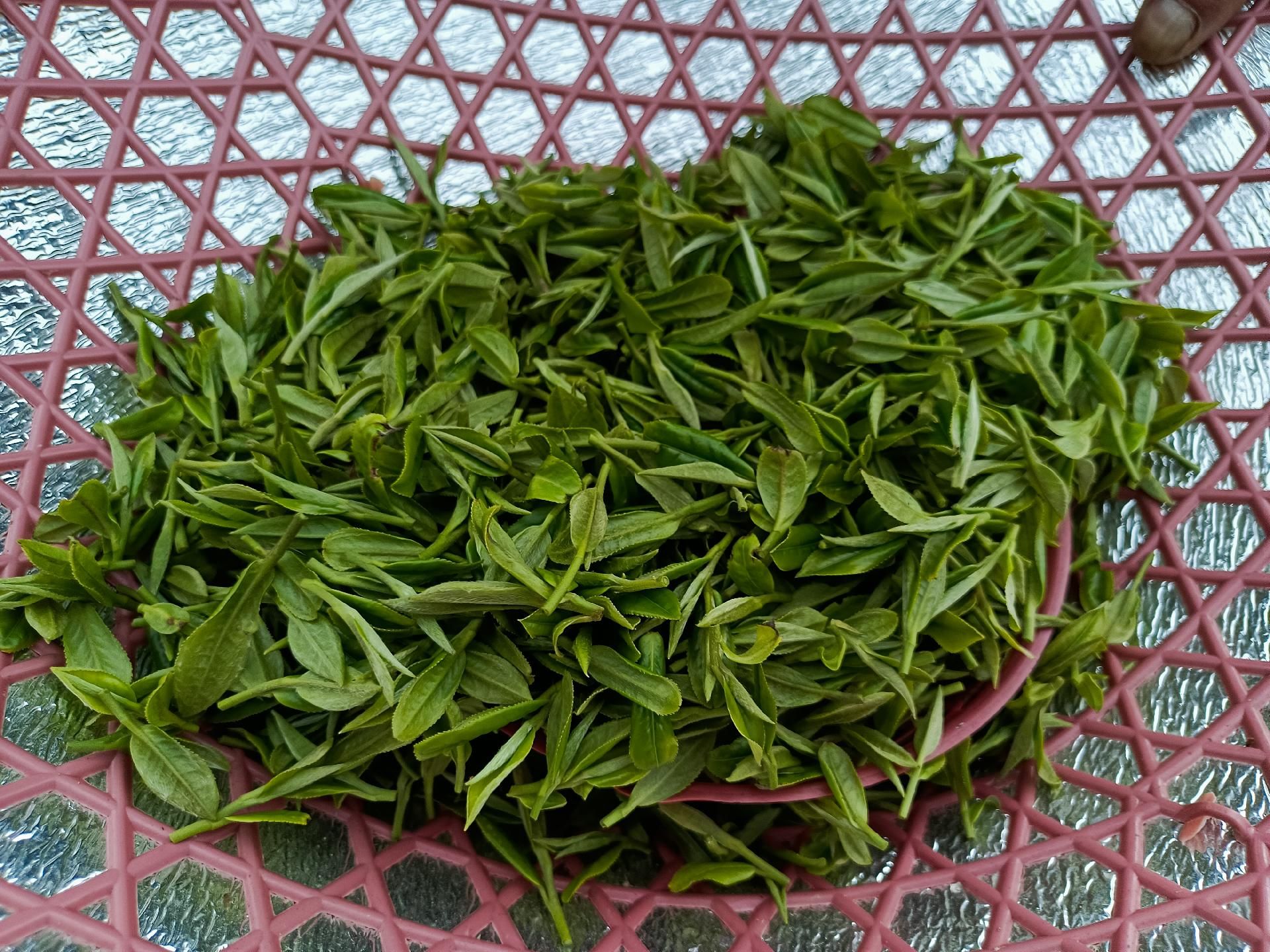 鹤峰春日胜黄金茶农采茶忙