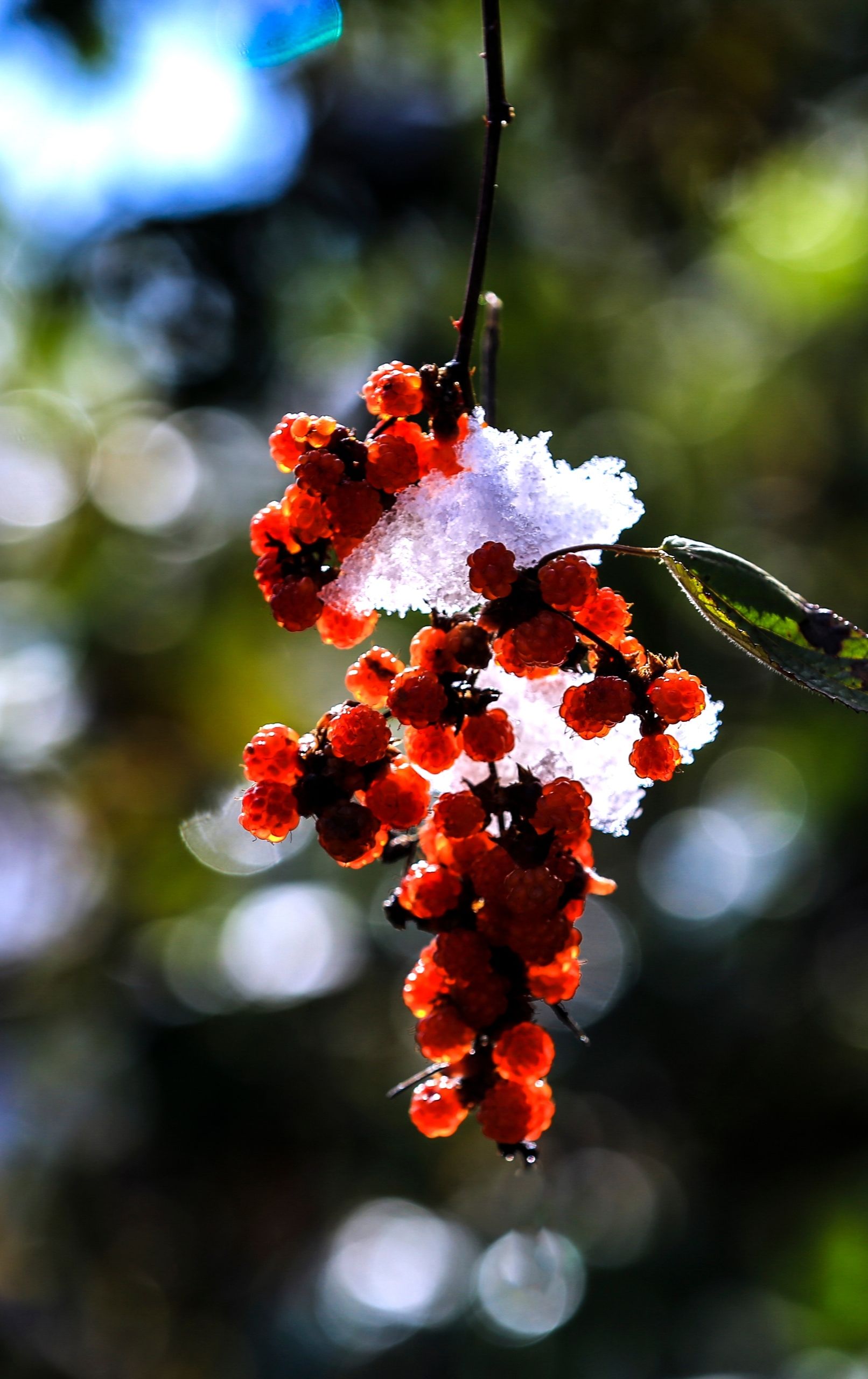 雪里蕻根部图片图片