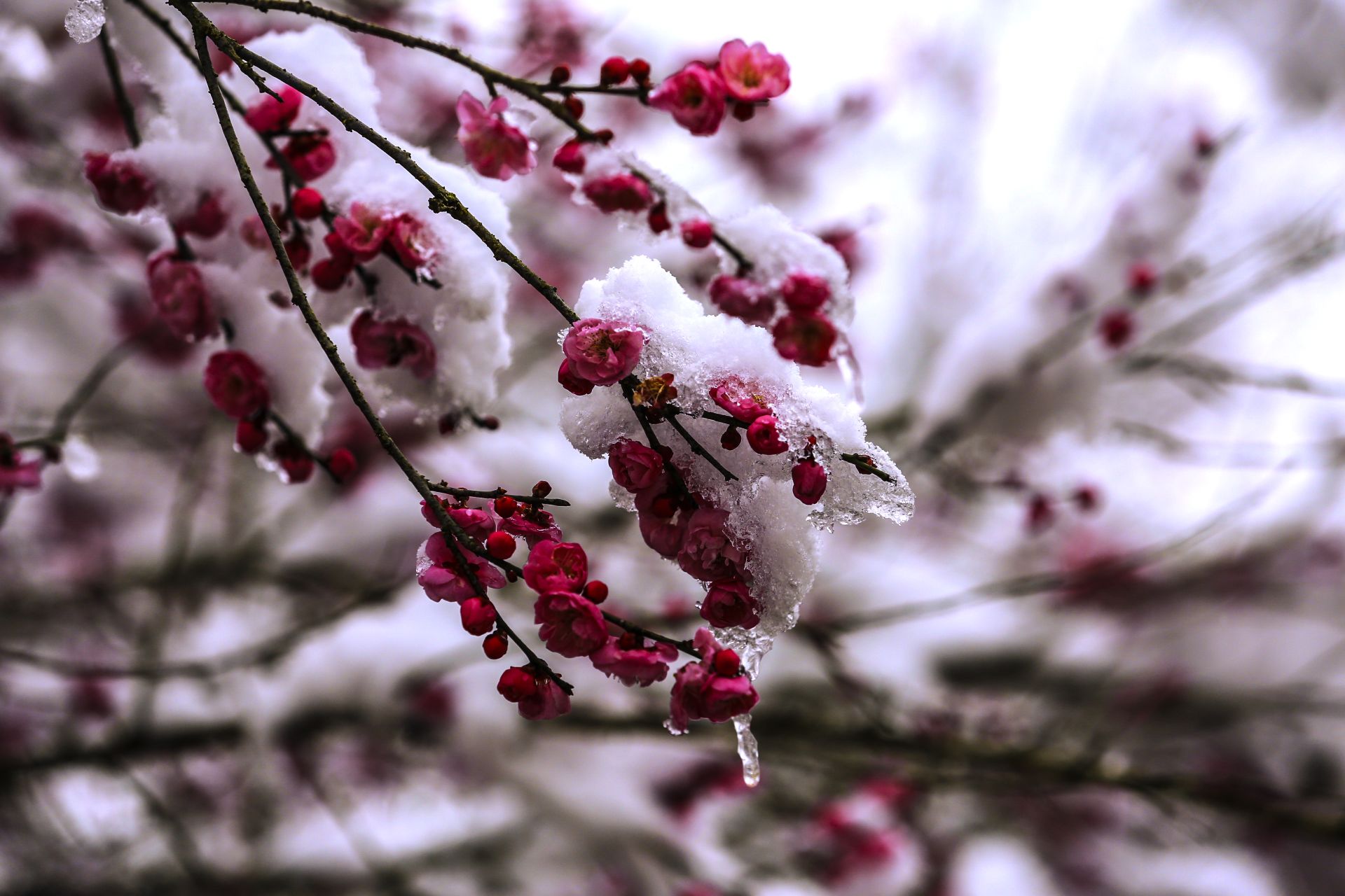 大雪红梅唯美图片图片