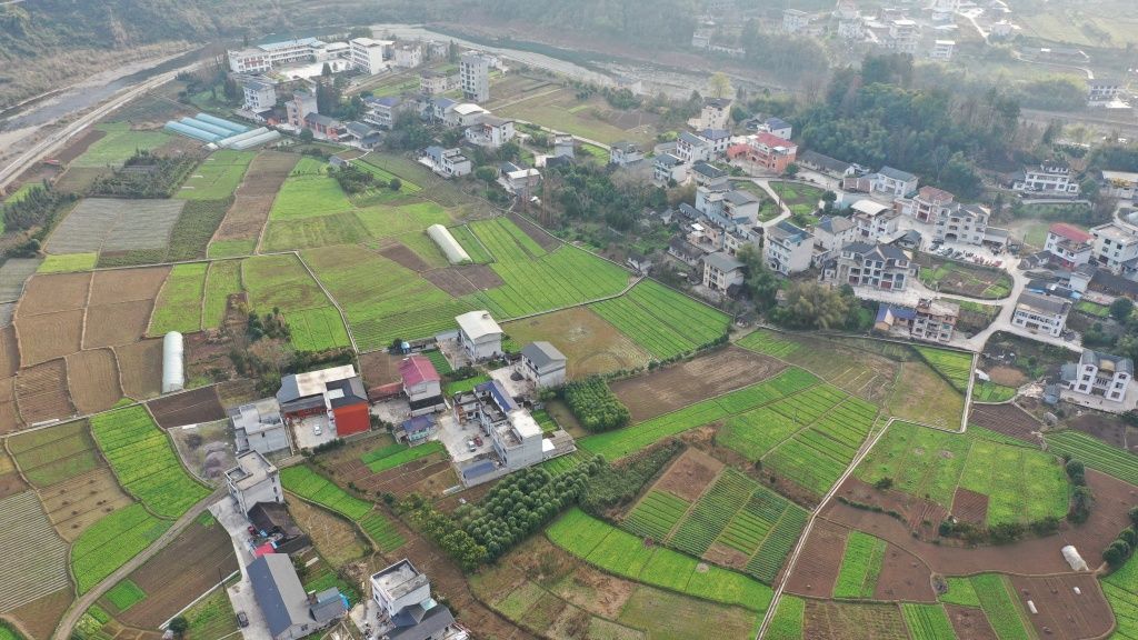 1月11日,在鹤峰县容美镇新庄村,本该处于冬闲的烟田里,一垄垄绿油油的