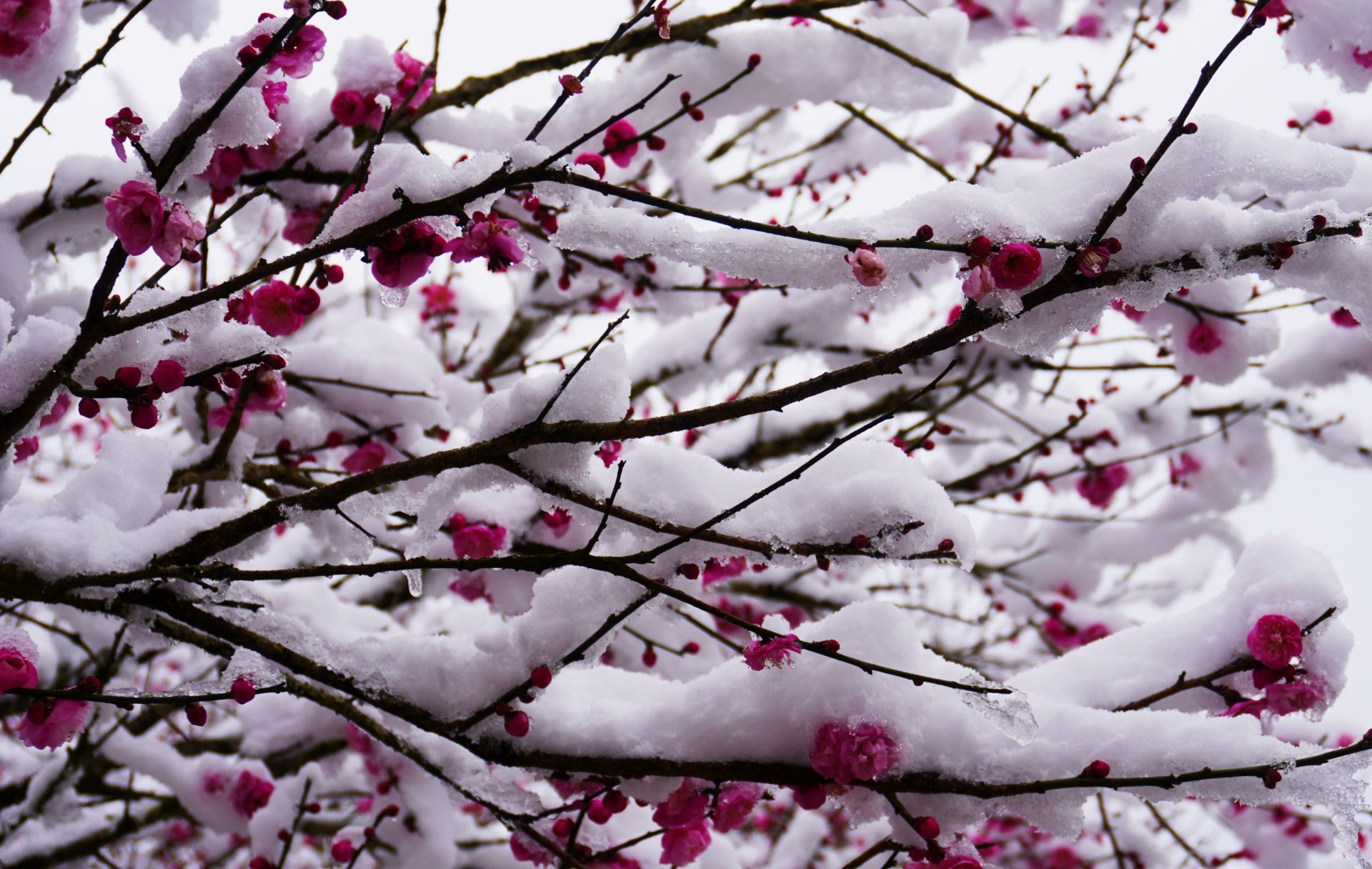 红梅傲雪最美图片图片