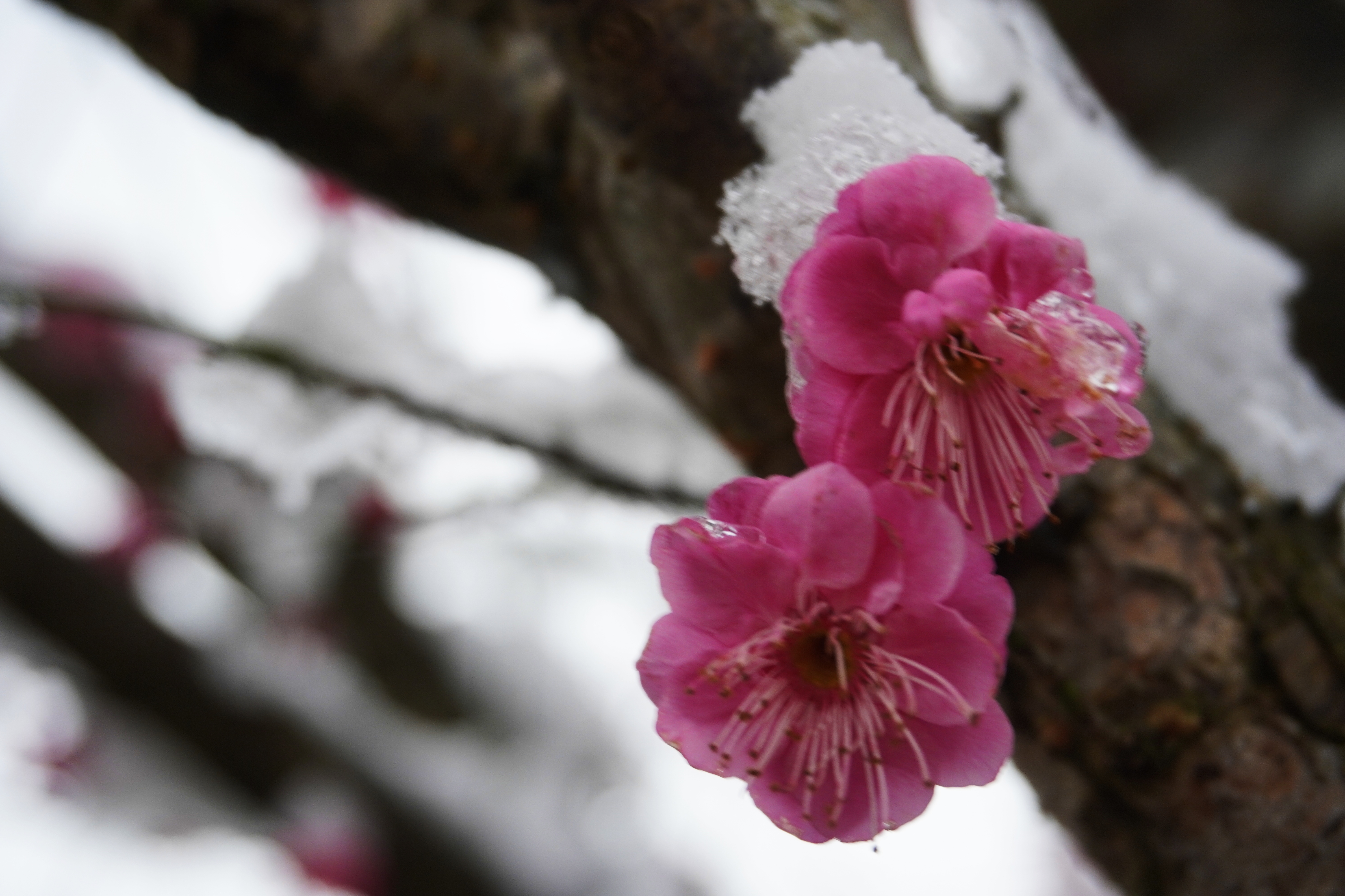 恩施鹤峰傲雪梅花香