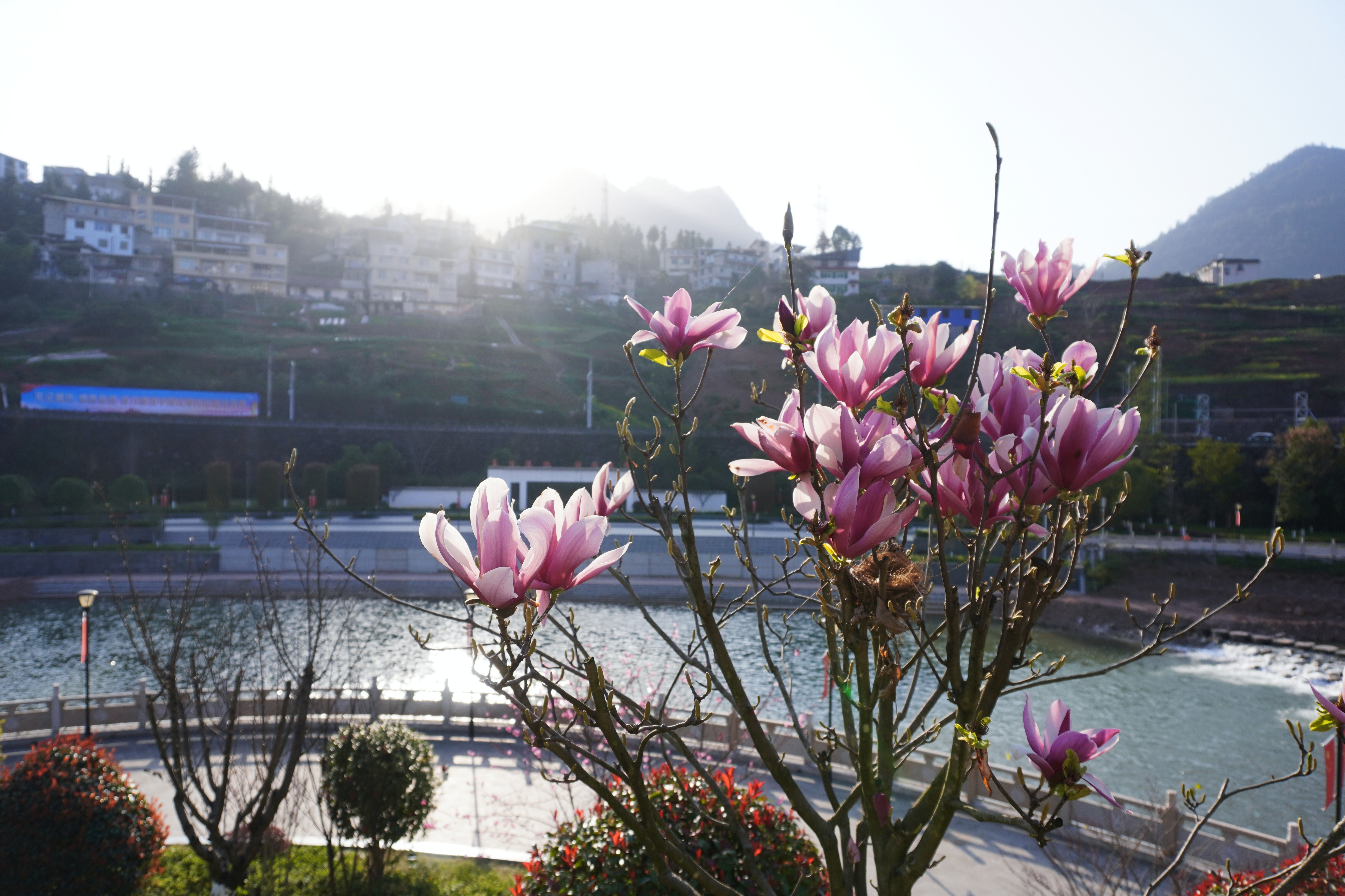 恩施鹤峰:半岛盛开紫玉兰