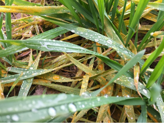 湖北省植保總站羅漢鋼調研員一行調研沙洋縣小麥條繡病發生情況