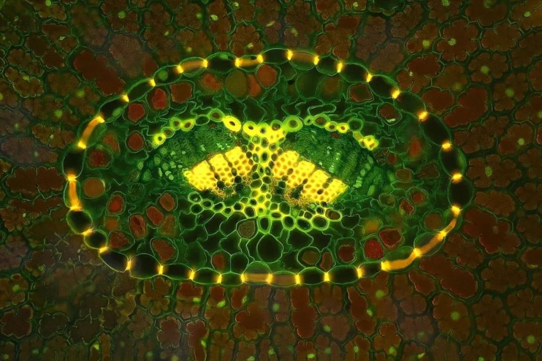 显微镜下的世界震惊了很多人