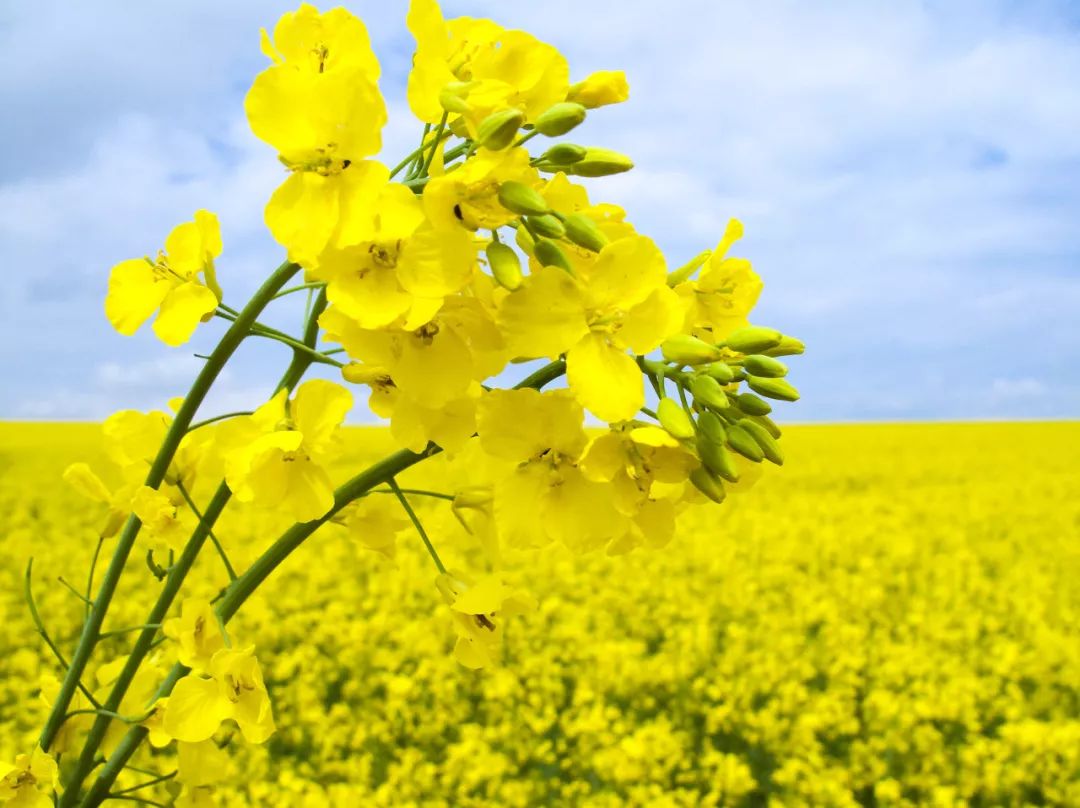 油菜花节东宝分会场将办这些活动3条路线带您领略不一样的美