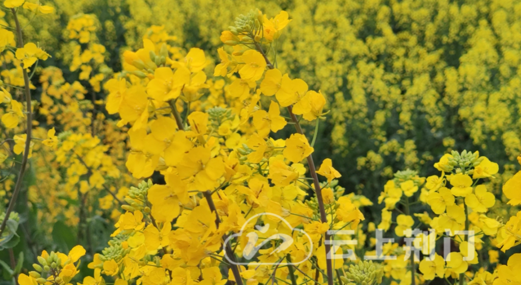 透荆门梅桃李后菜花盛人间芳菲次第尽作者:孙兵油菜花组诗(三)千亩花