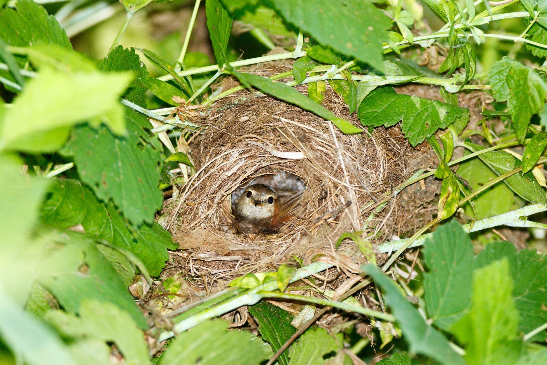 经典诵读丨冯骥才珍珠鸟