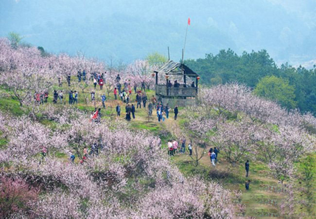 2022保安桃花节图片