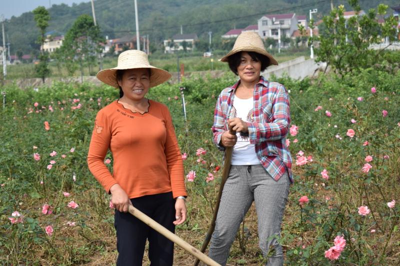 自從玫瑰花基地落戶茗山鄉,位於基地核心區的楊橋村,變化一天比一天大