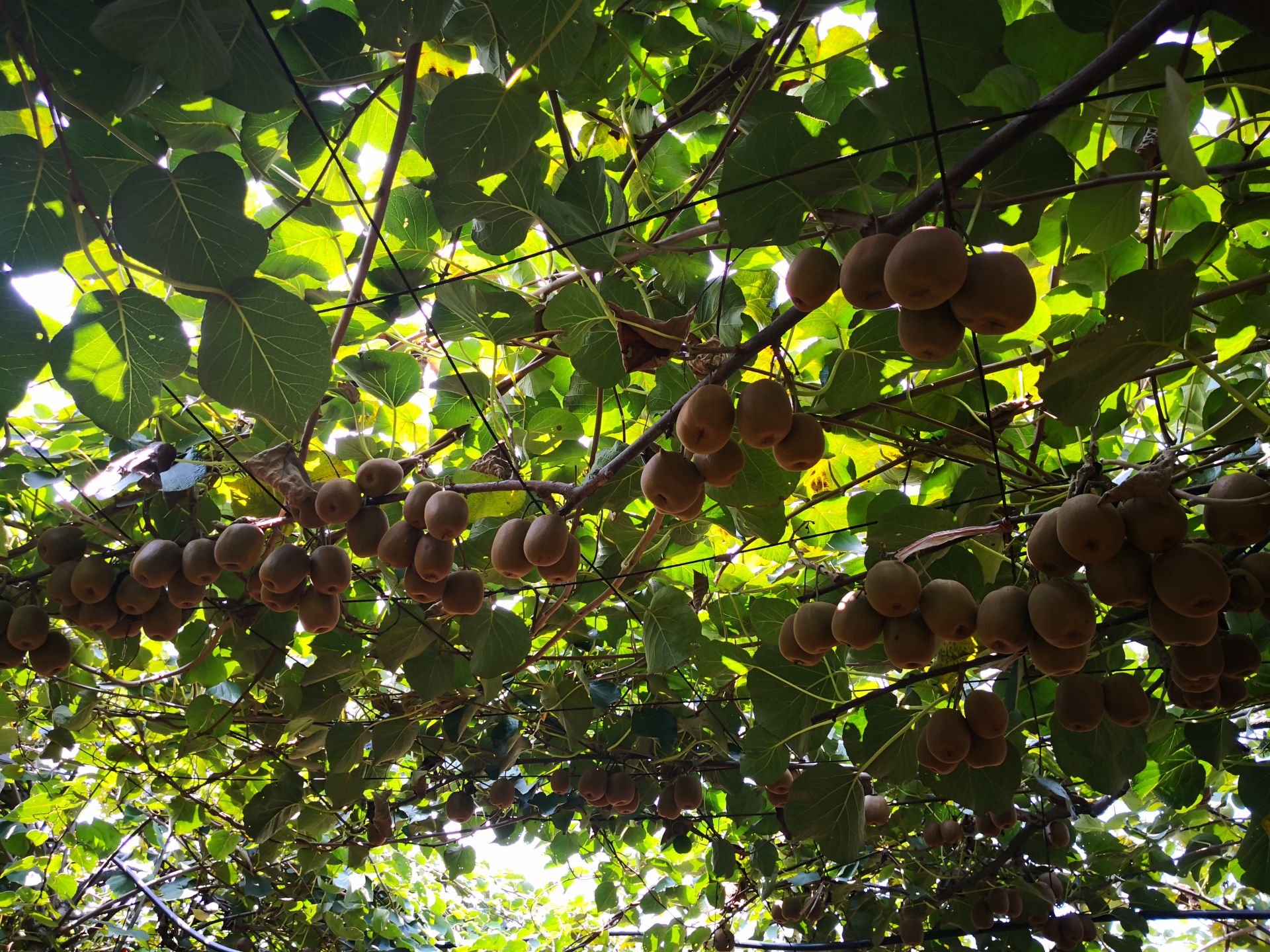 在猕猴桃基地,长满绿叶的猕猴桃藤沿着藤架顺势而上,密密麻麻的藤蔓间