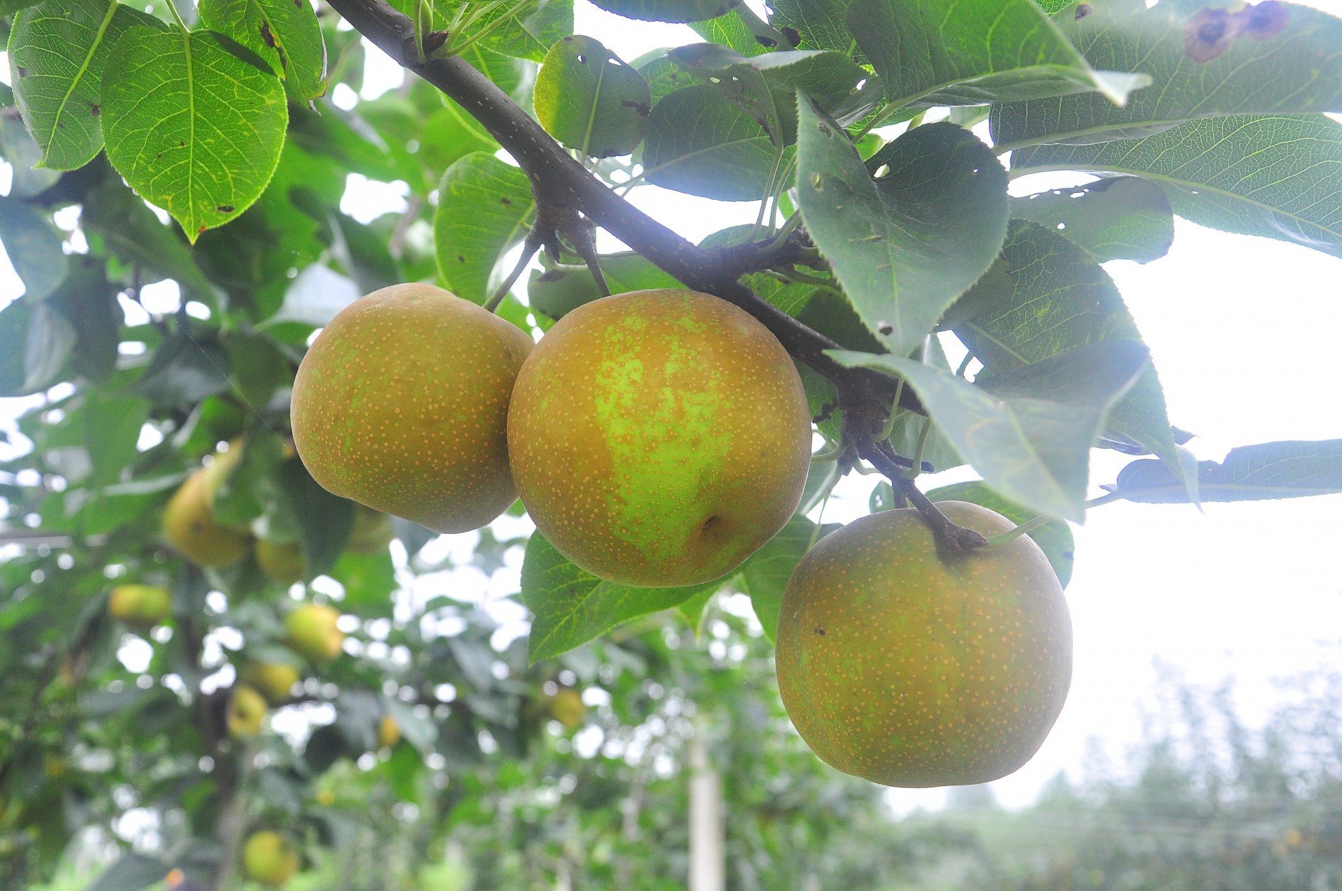 翠冠梨熟了 盼你来采摘_云上大冶