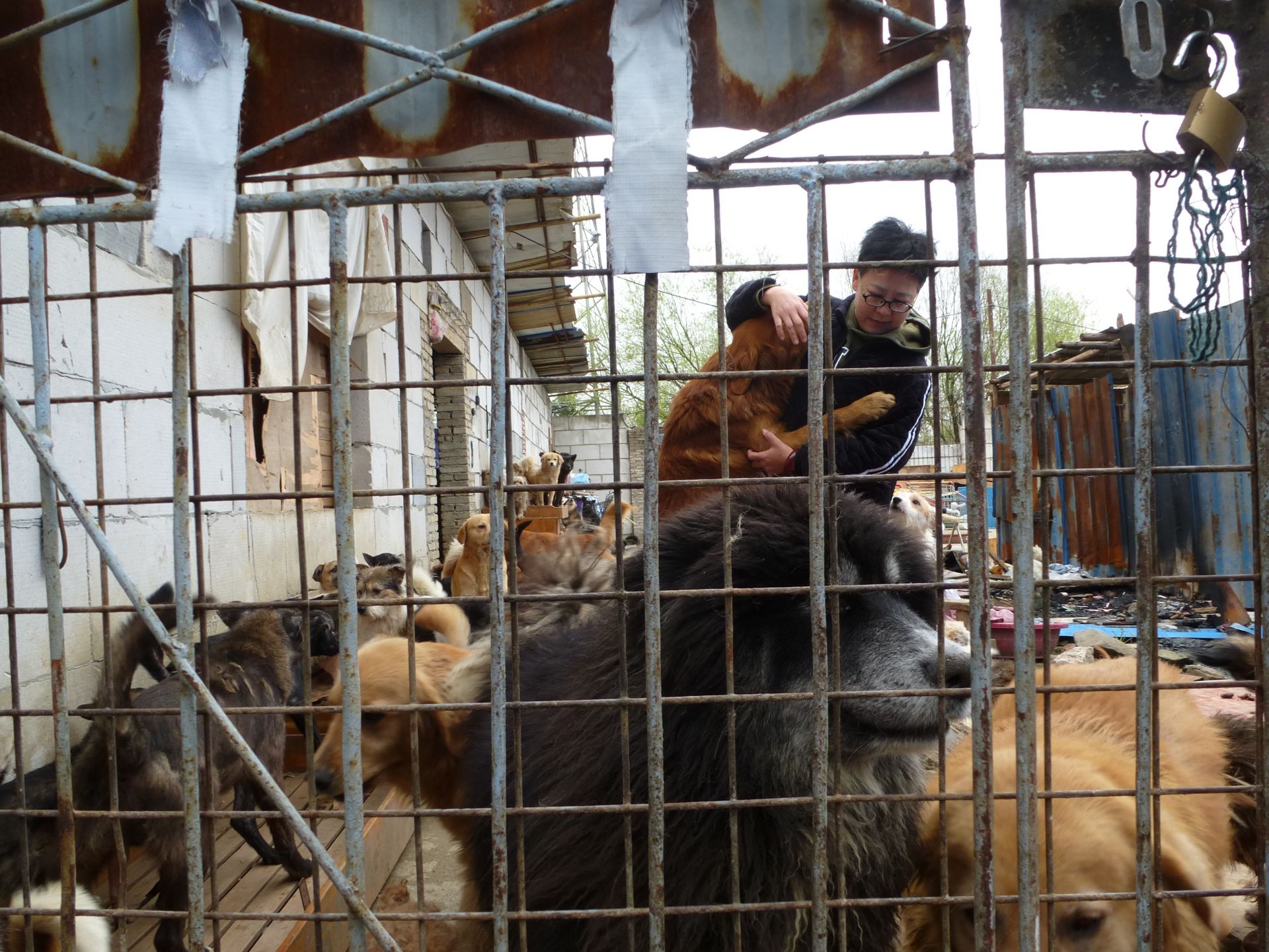 大冶"毛孩子"救助站,看到几位身穿工作服的志愿者正在狗舍打扫卫生