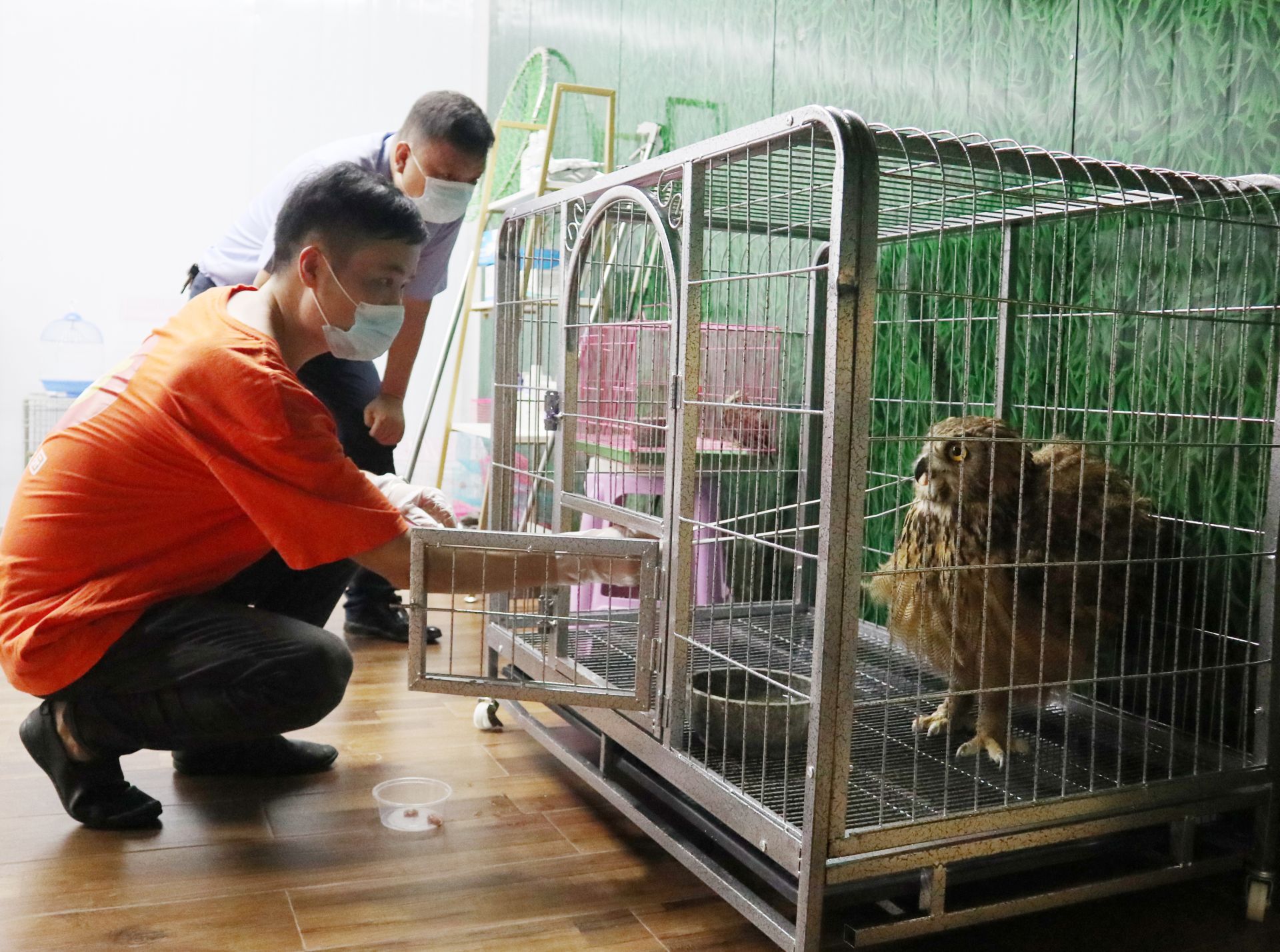 云上大冶报道(记者 王悠 通讯员 孙立飞)近年来,随着我市创建国家森林
