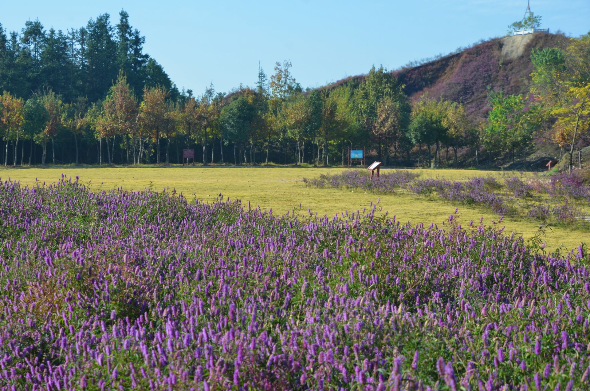 "在铜绿山古铜矿遗址,大片紫红色,酷似牙刷形状的铜草花正值盛放期