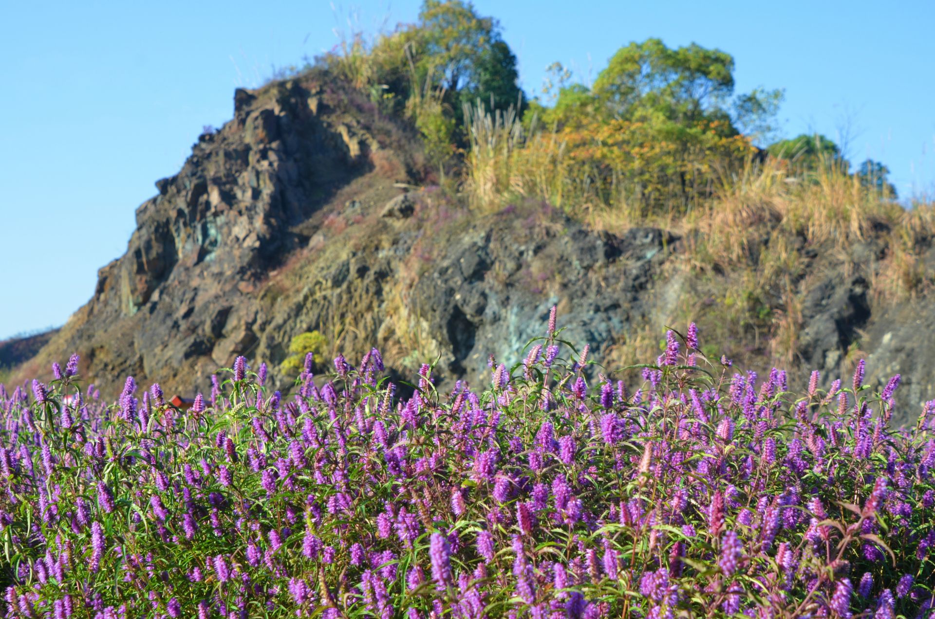 花开时节,紫红色的铜草花把原本光秃秃的矿山装扮成花的海洋,虽然已值