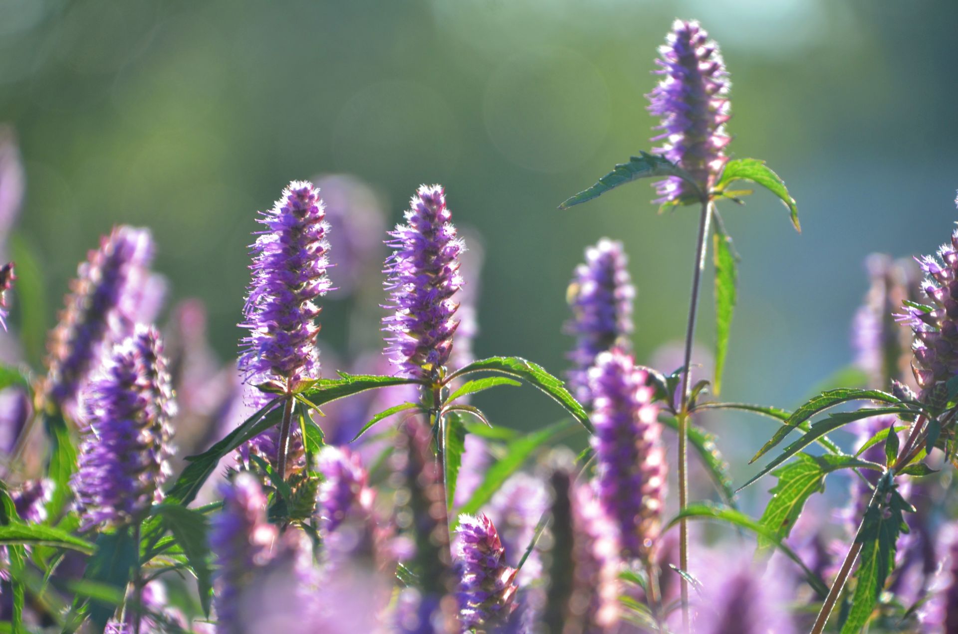 铜草花开客自来