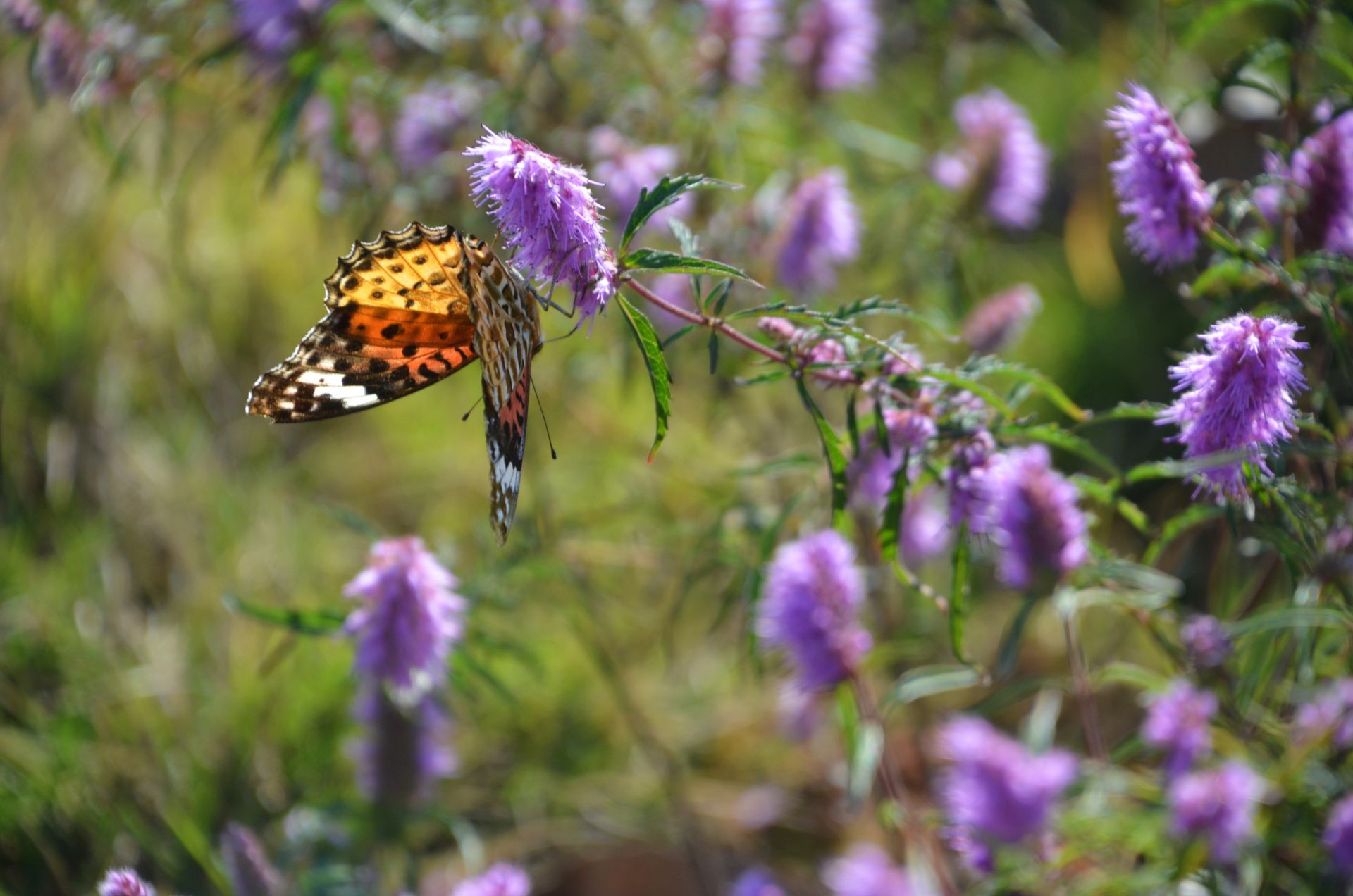 花开时节,紫红色的铜草花把原本光秃秃的矿山装扮成花的海洋,虽然已值