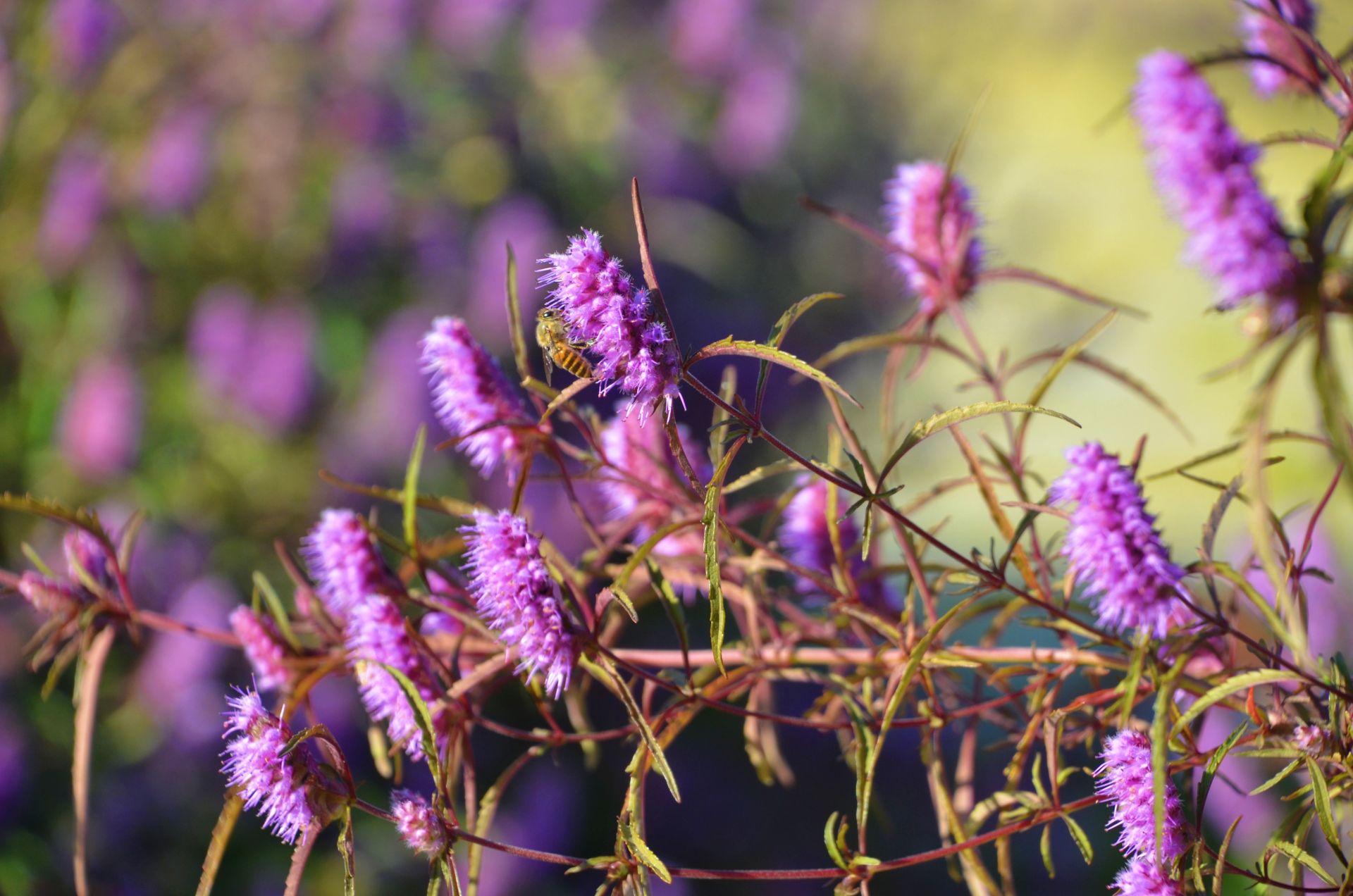 大冶铜草花开客自来