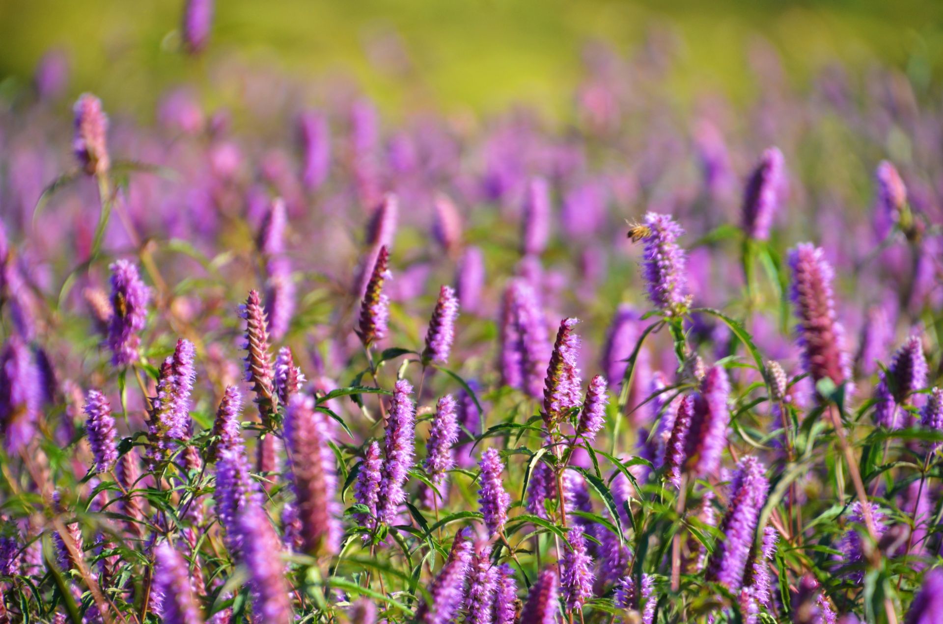 "在铜绿山古铜矿遗址,大片紫红色,酷似牙刷形状的铜草花正值盛放期