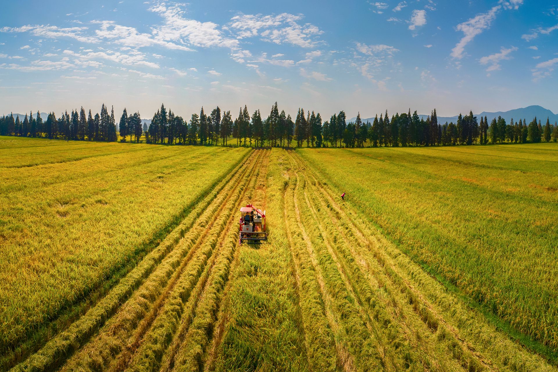 全年总产量2528万吨同比增长2702021年大冶市粮食生产再获丰收