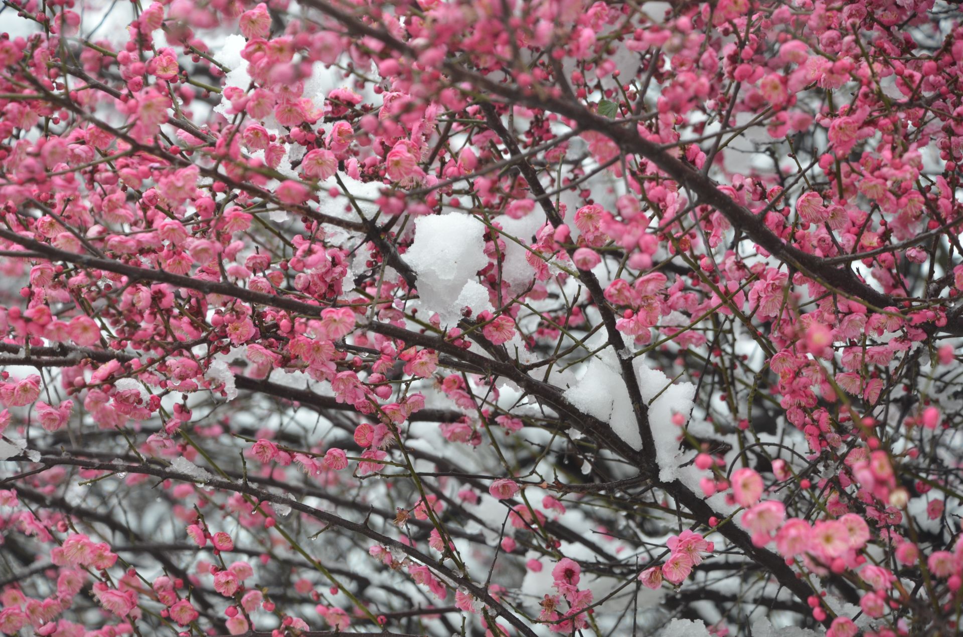 瑞雪兆丰年景色美如画