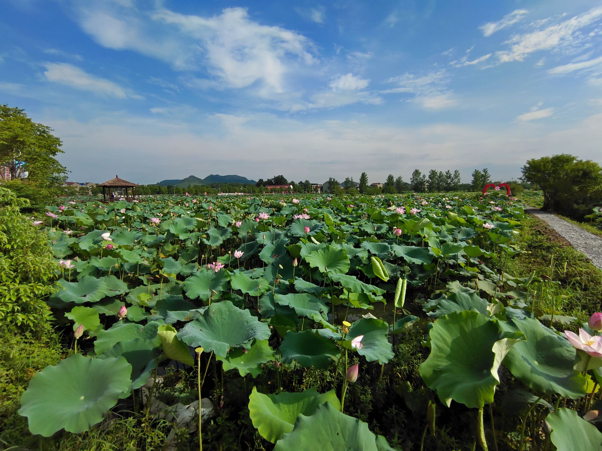 保持拼抢实奋进五十强八大行动聚焦乡村振兴茗山乡黄湾第六届莲花节如